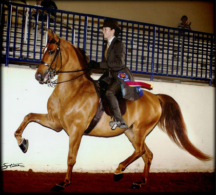Austin Texas Arabian English pleasure horse trainer