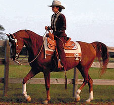 Austin Texas Arabian western pleasure horse
