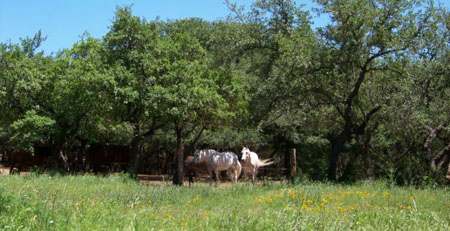 Austin Texas horse boarding